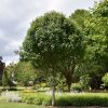 Jack Ornamental Pear #10 - Image 3